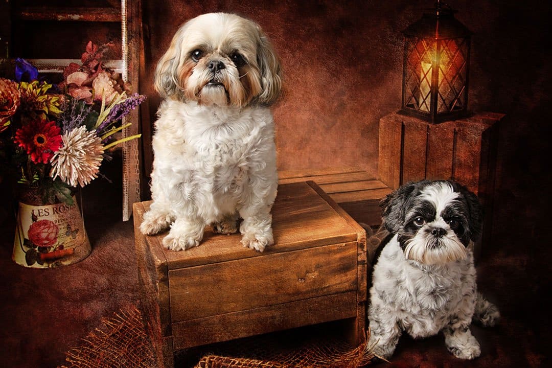 two shitzu dogs