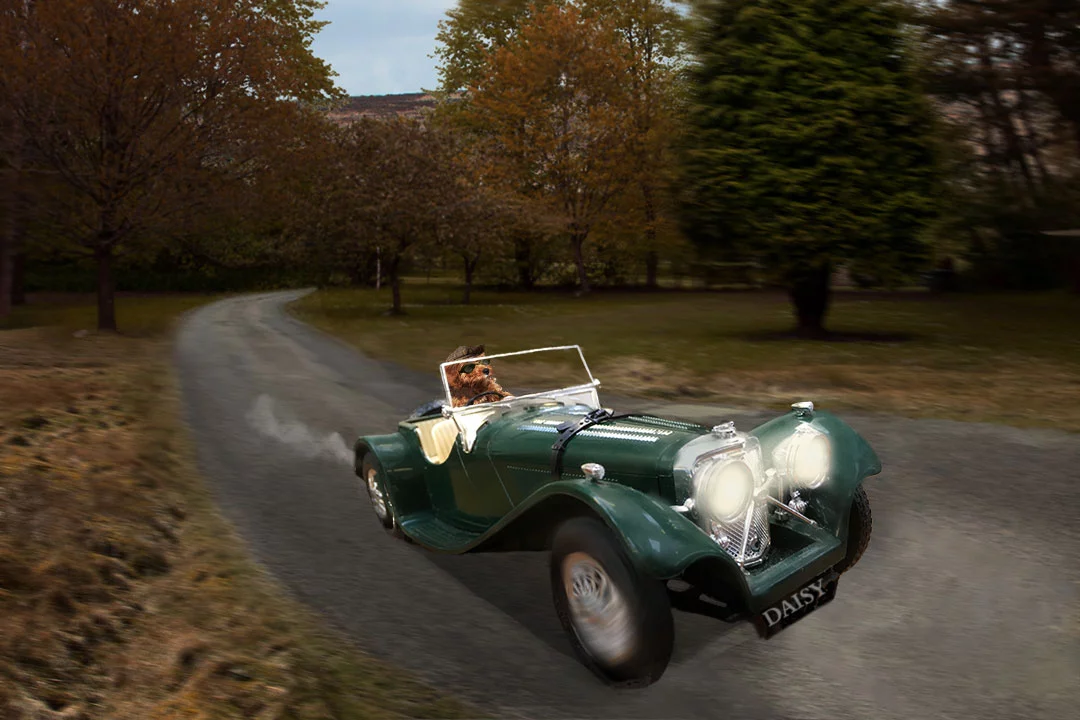 animal composites with dog driving