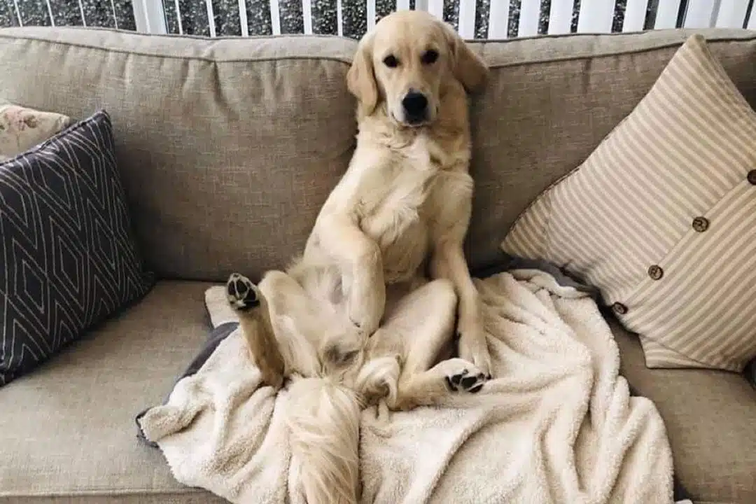 golden Labrador cute picture