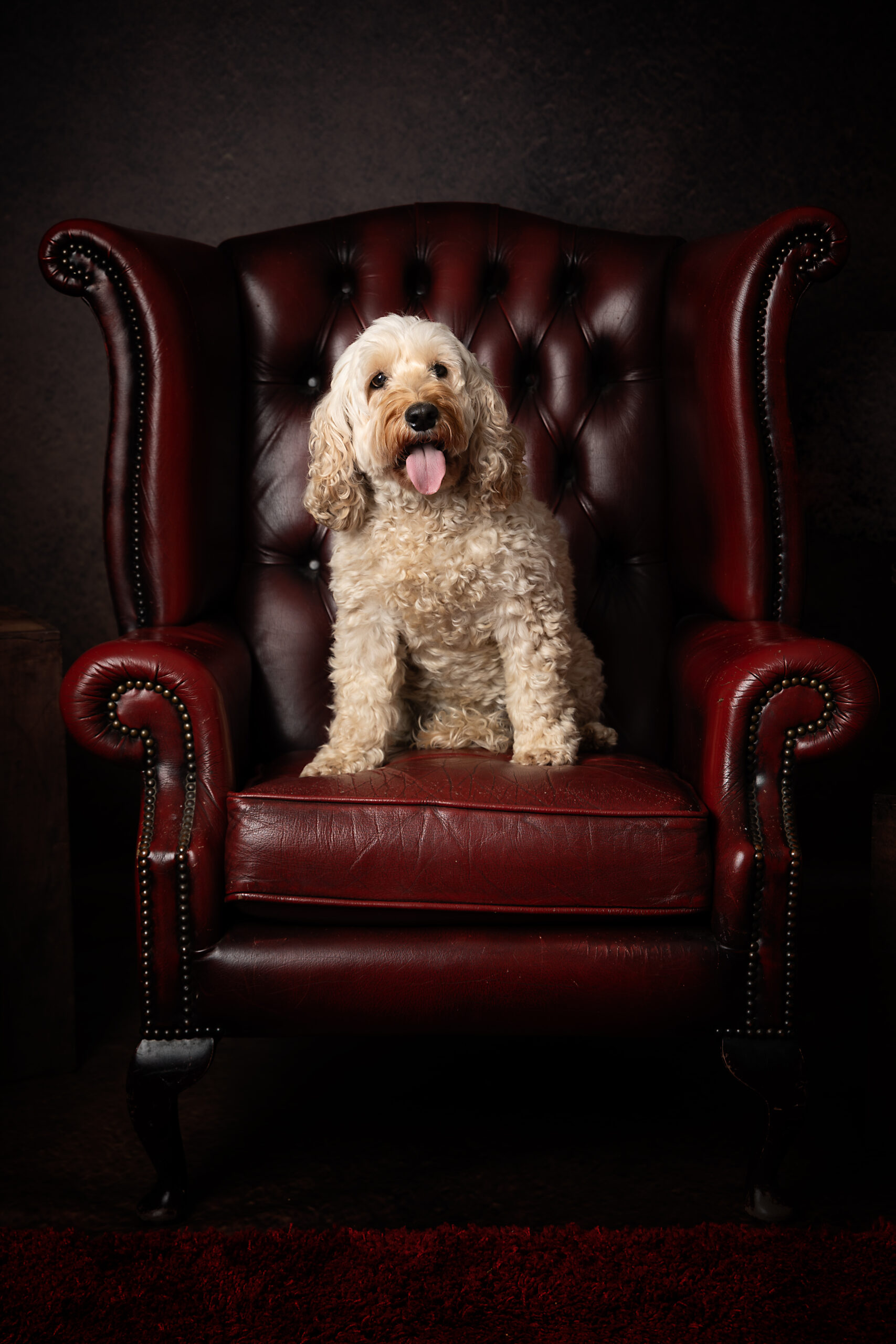 cockerpoo