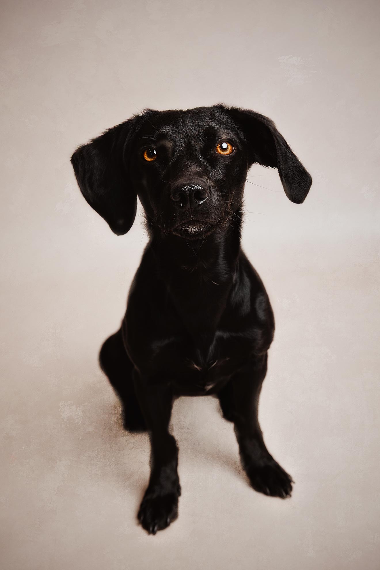 photos of dogs