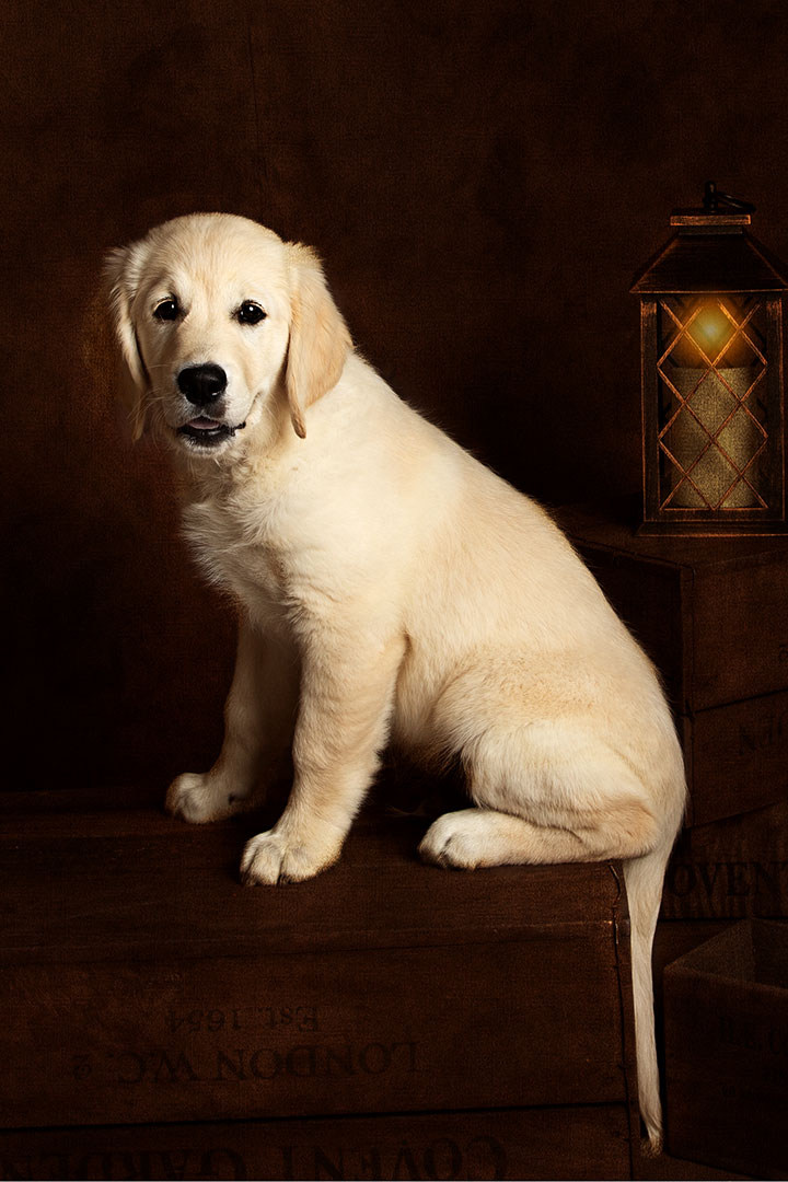 golden labrador