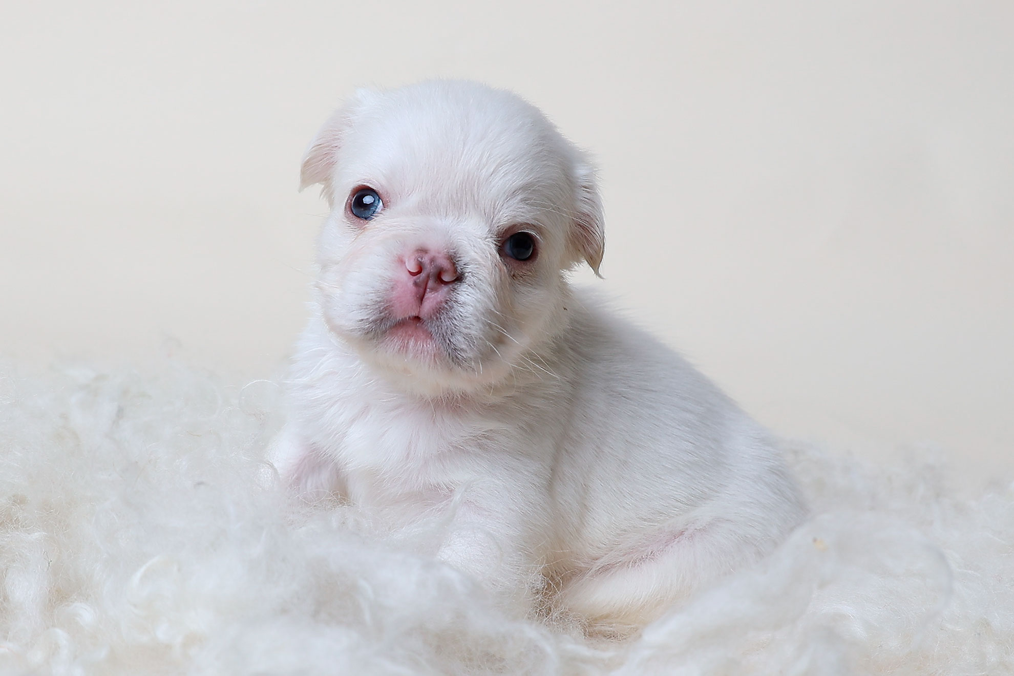 little puppy photos